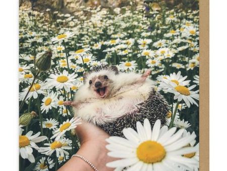 Hedgehog Daisy Field Square Card For Sale