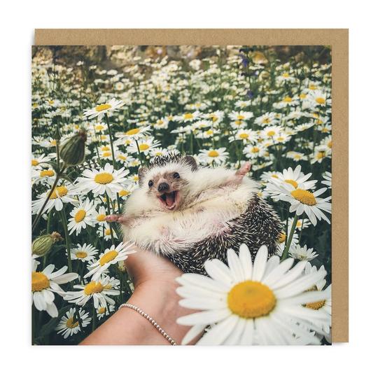 Hedgehog Daisy Field Square Card For Sale